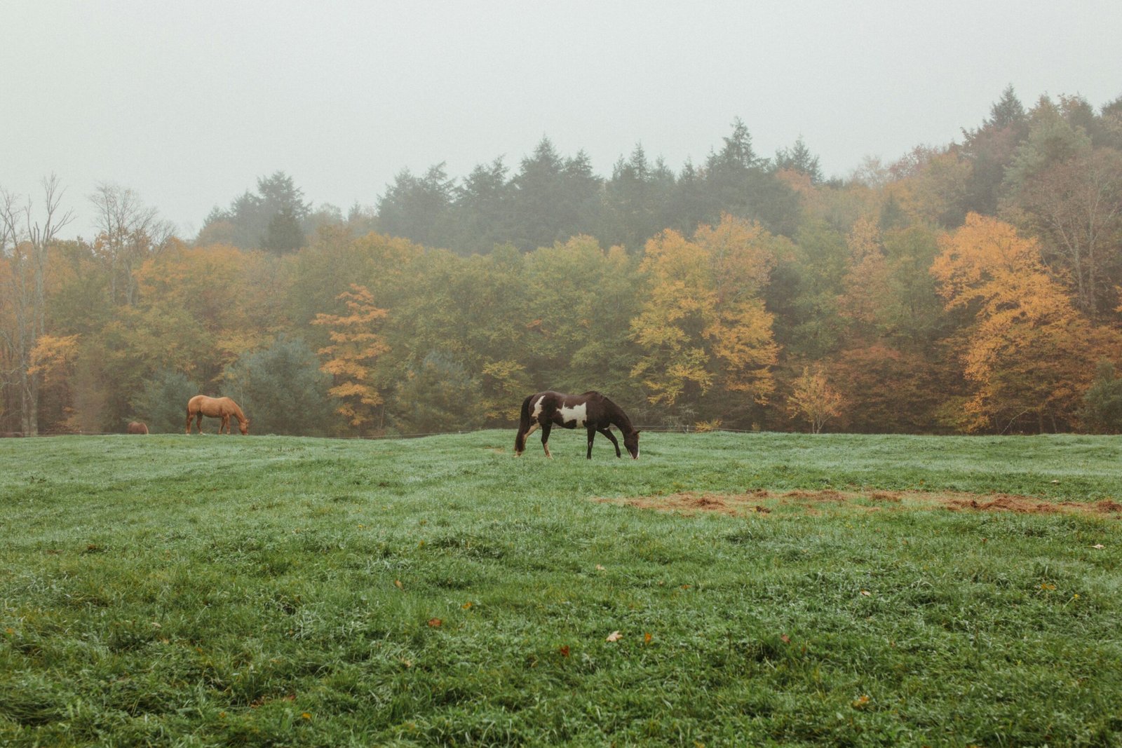 horses eating grass on green grass field during daytime